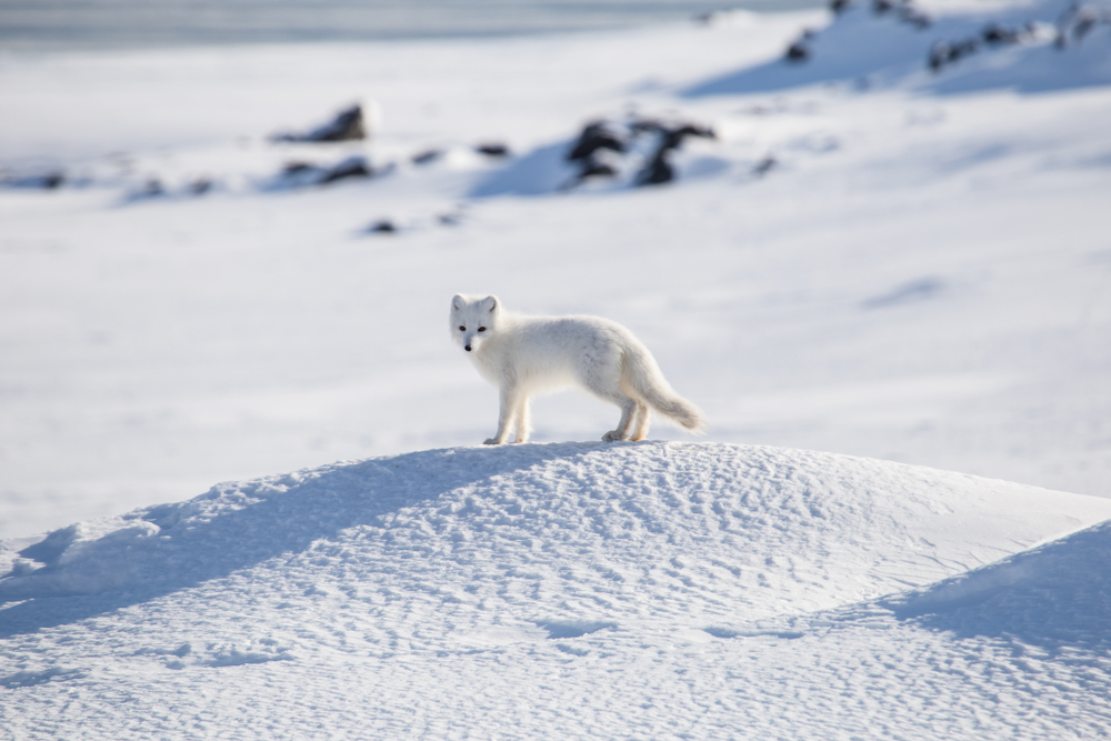The Arctic Fox climate change destinations