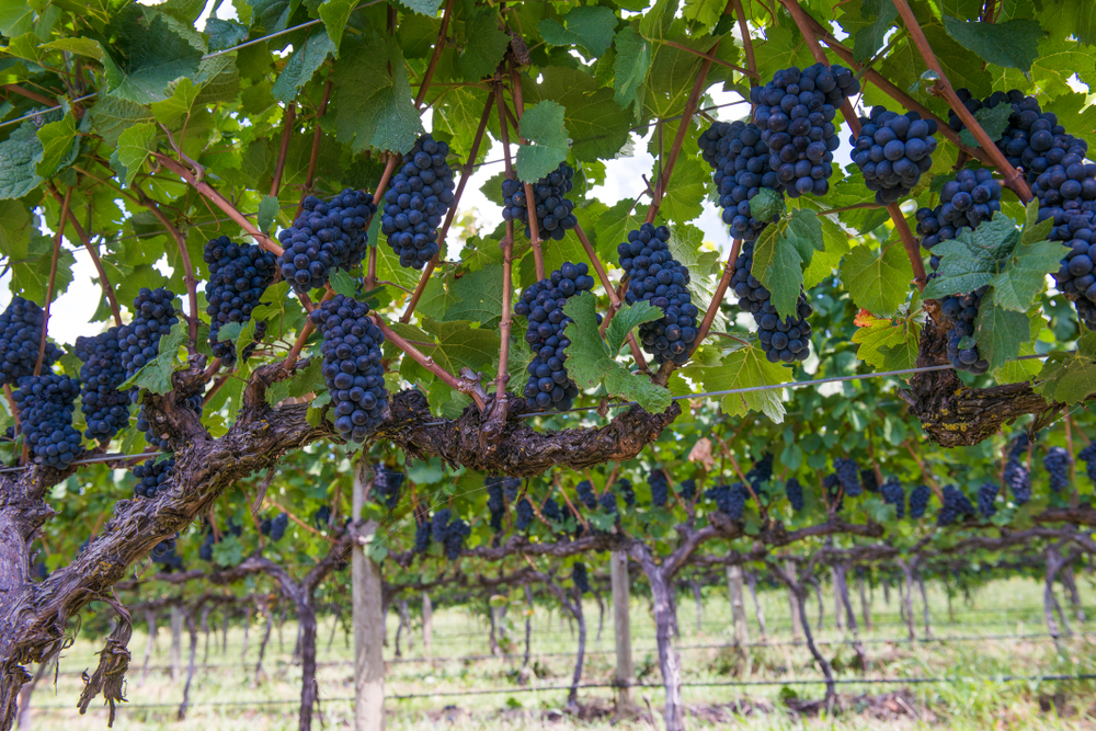 Pinot grapes Orange wineries