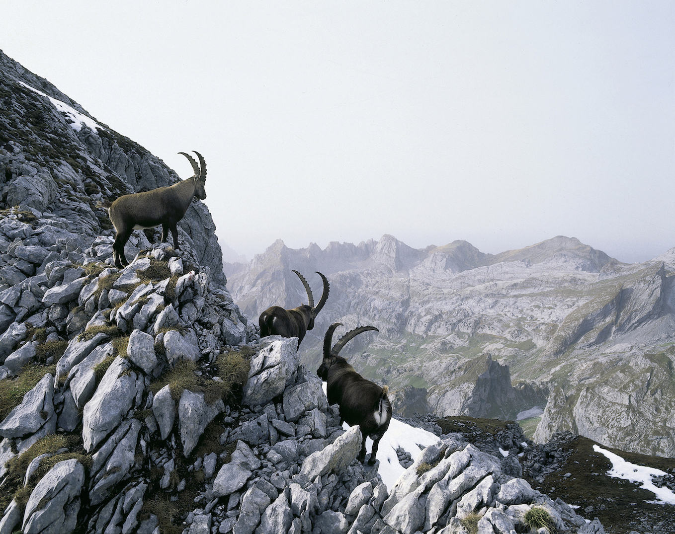 Switzerland animals
