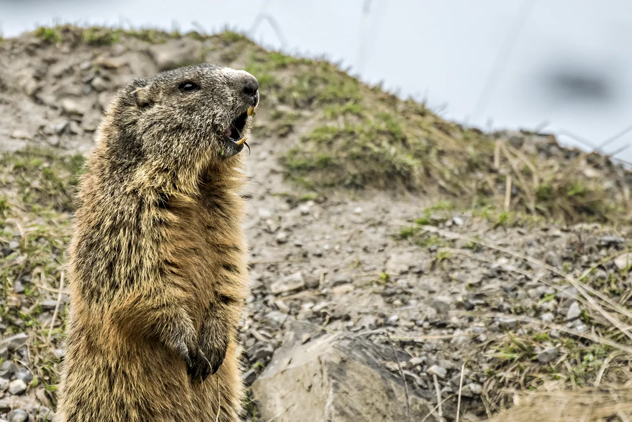 6 awesome ways to spot wildlife in Switzerland - Family Travel