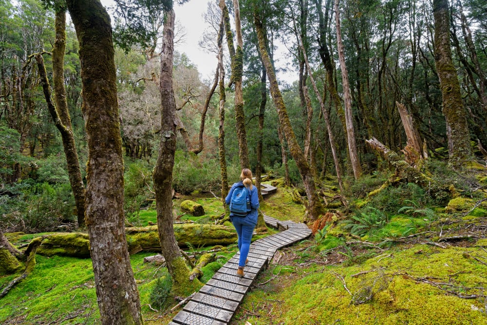 hiker on the overland track, cradle mountain national park