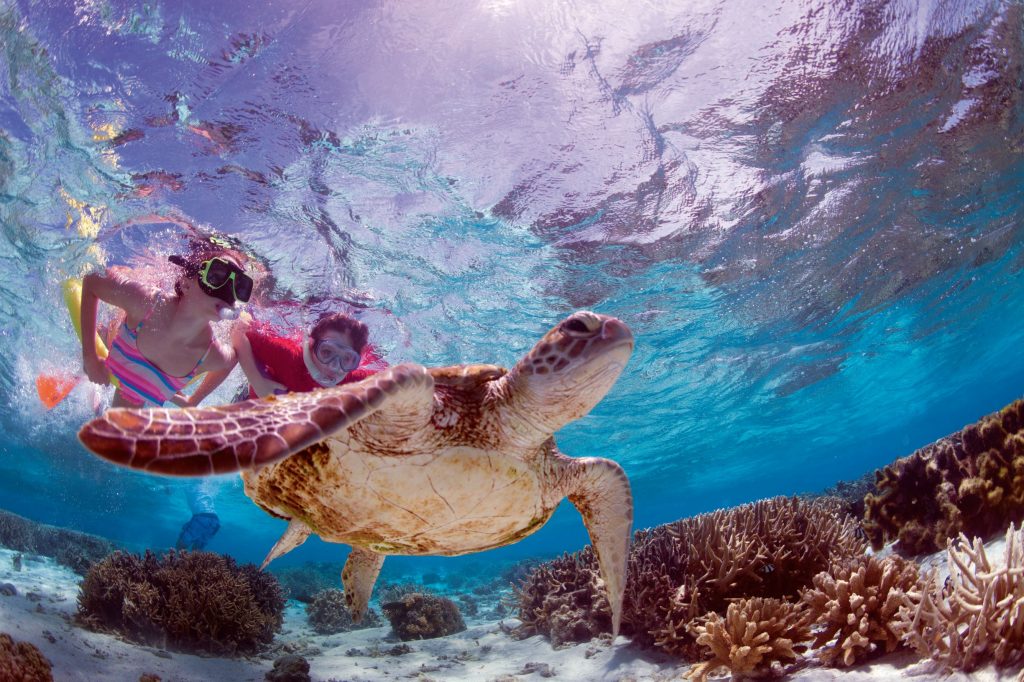 turtle swims in the Great Barrier Reef with two kids snorkelling above