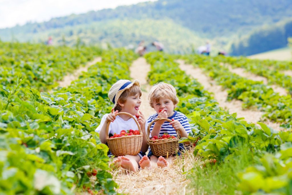 Strawberry season is upon us! Credit: Shutterstock