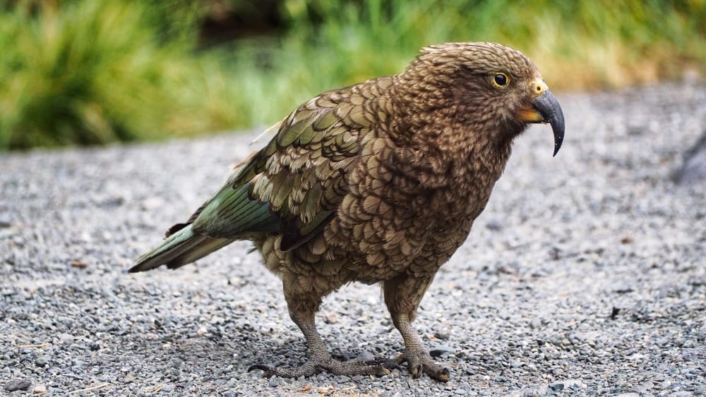 portrait of a Kea bird. A vulnerable species of parrot in New Zealand.