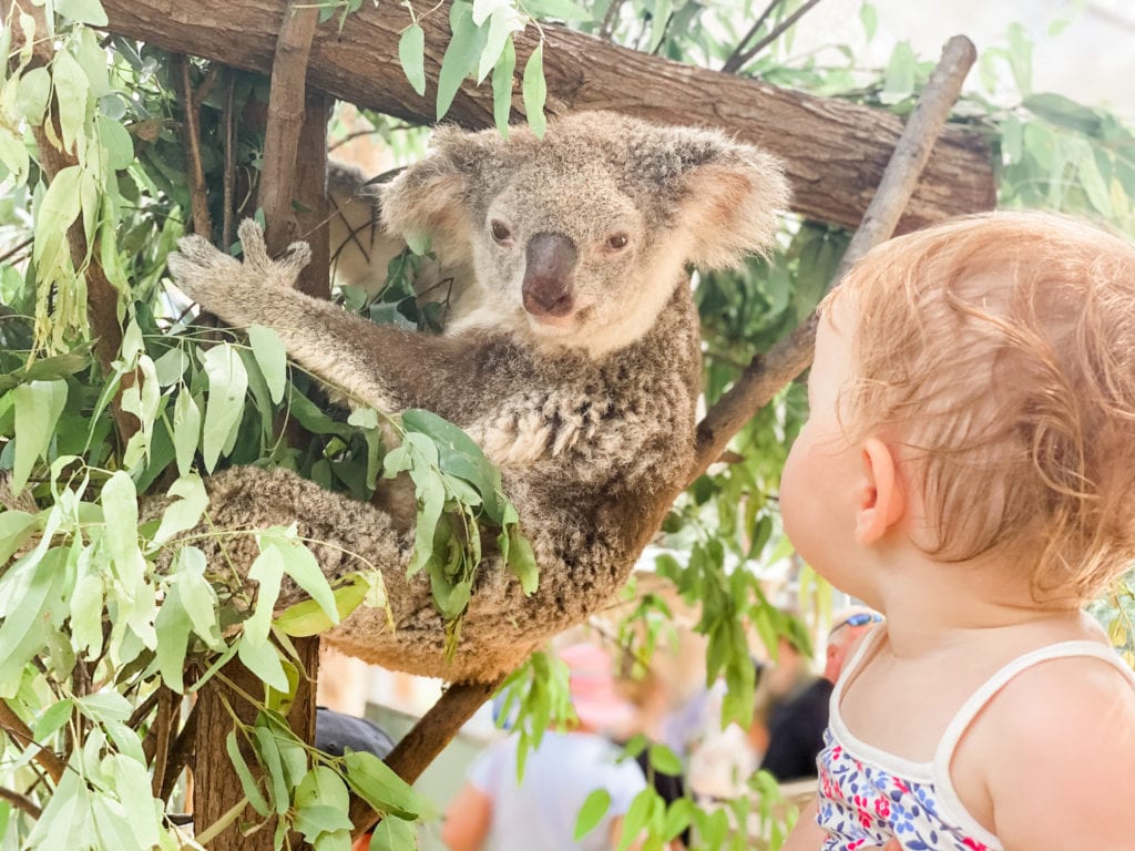 koala and young girl looking eye to eye