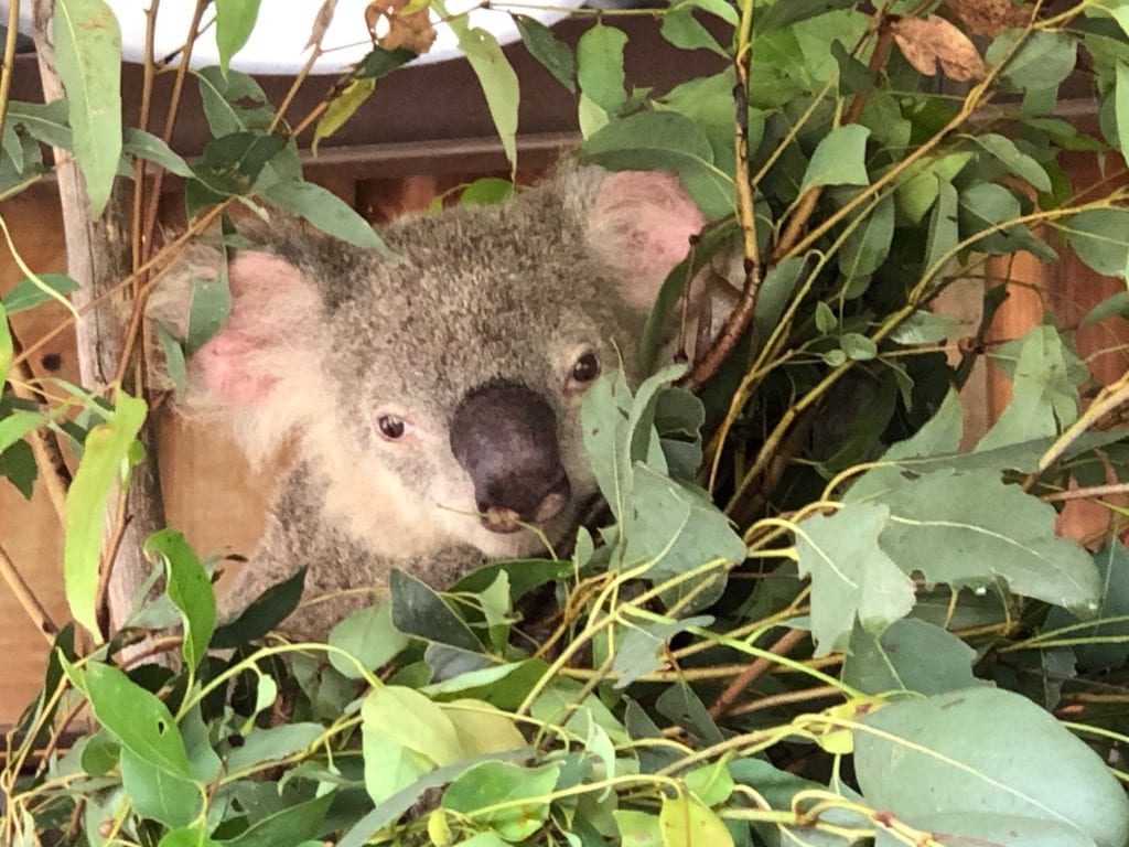 koala in the leaves