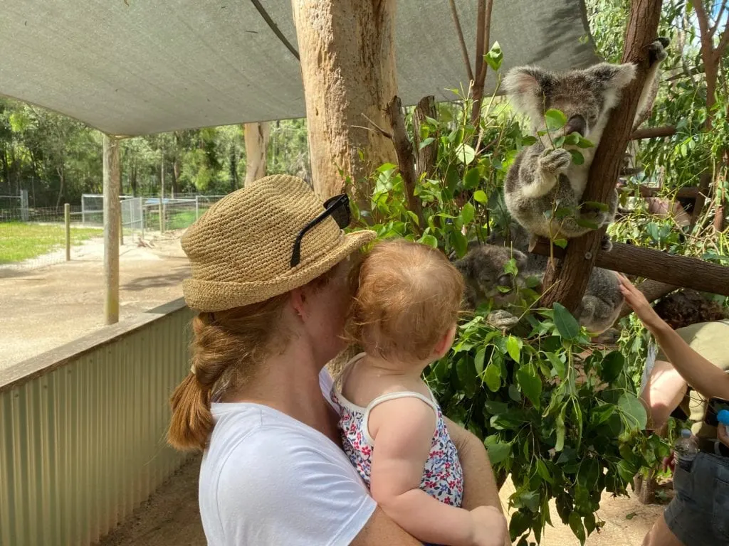 Koala Experience