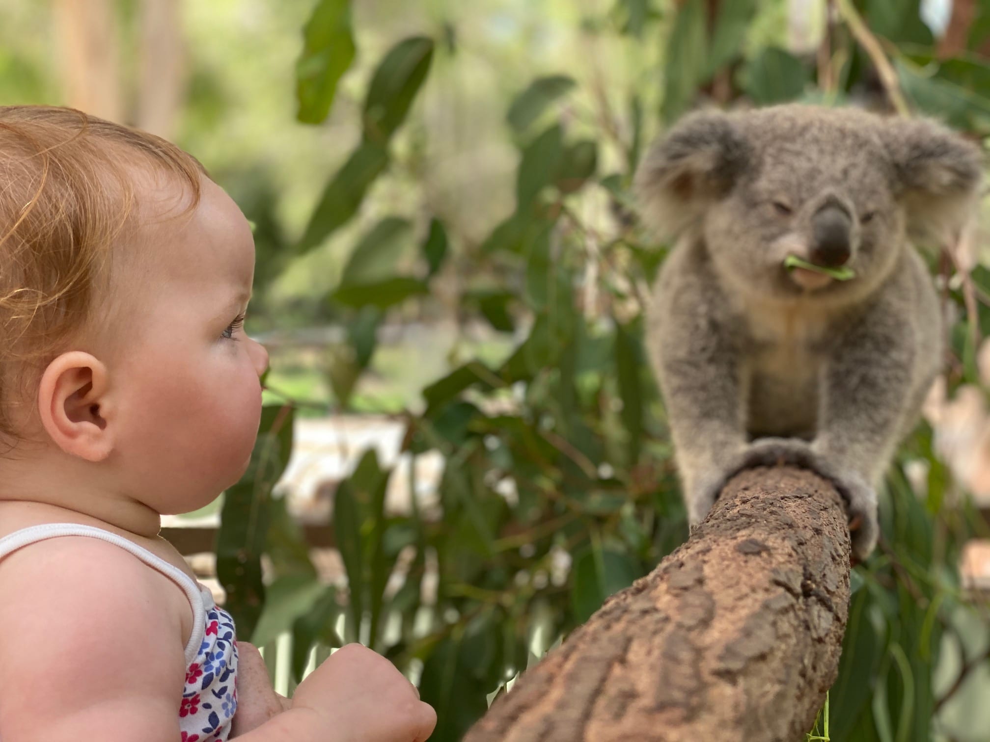 Top 16 up-close koala experiences for families