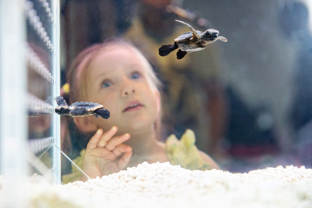 Little girl looks at baby turtles at The Hatchery