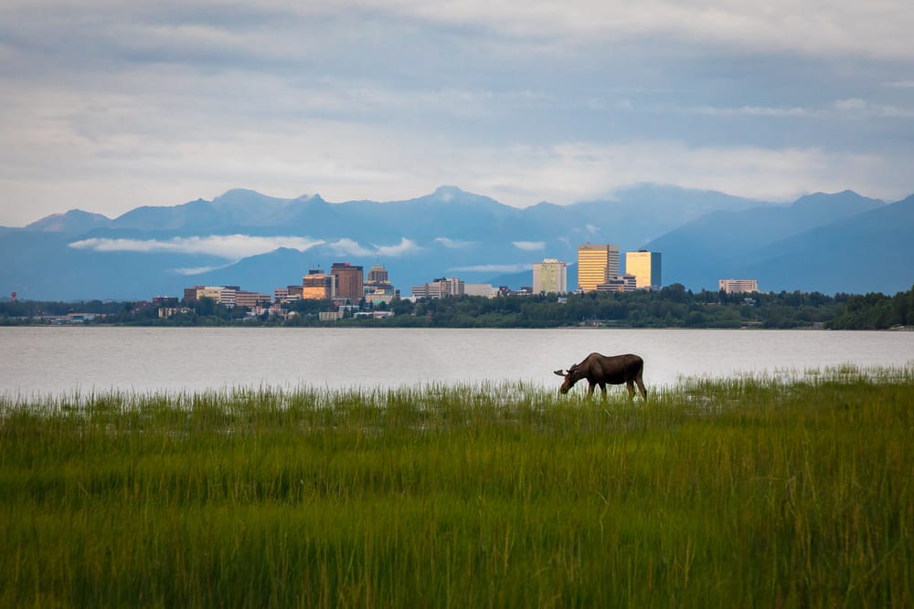 Anchorage Alaska & Grazing Moose