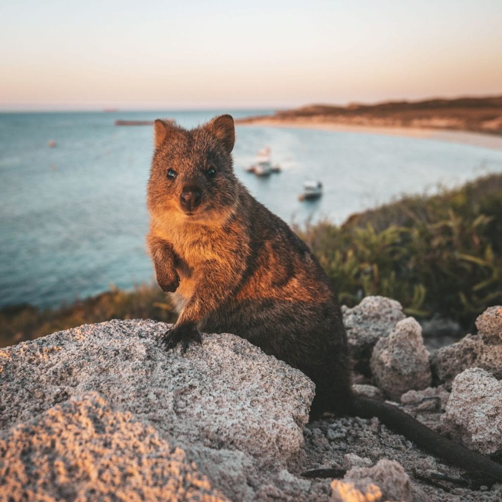 Quokka in Western Australia says hi