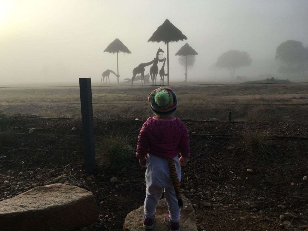 child looking at giraffes in the mist at Taronga Western Plains Zoo