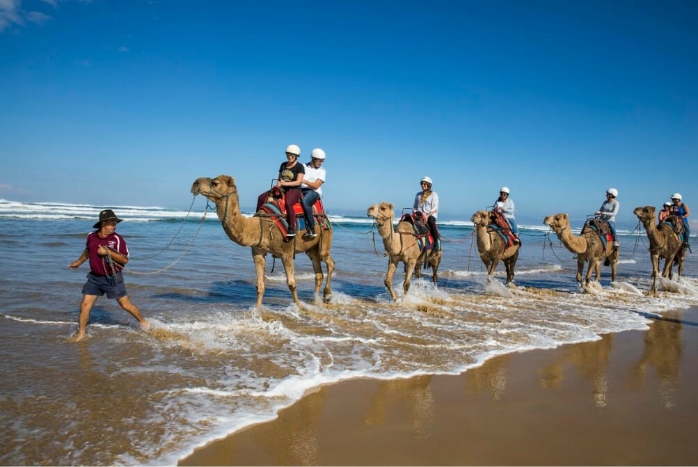 camel riding on the beach in Port Stephens