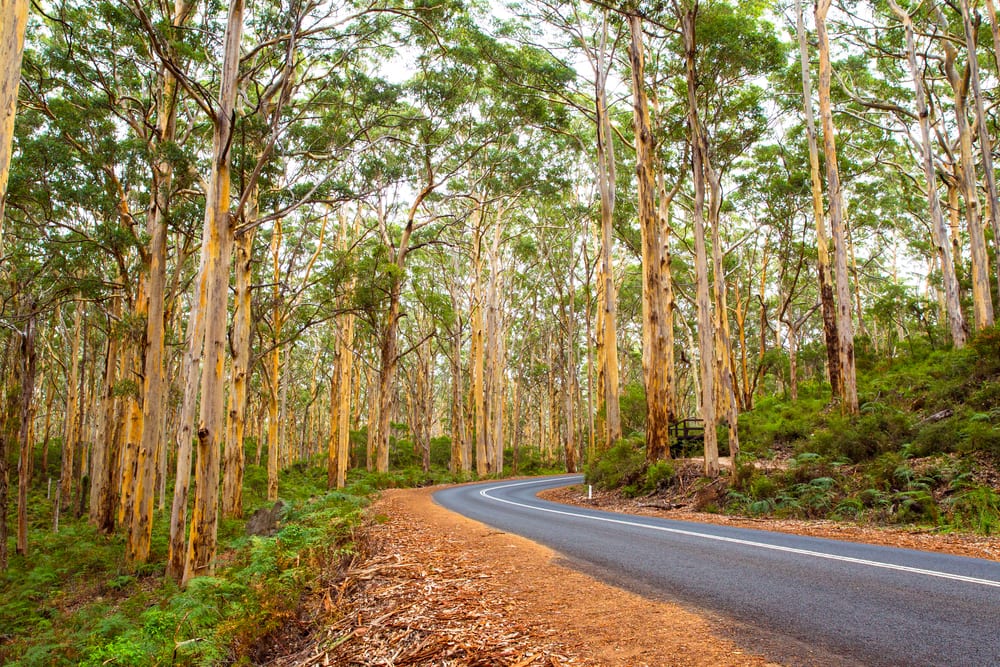 Boranup Karri Forest in South West of Western Australia