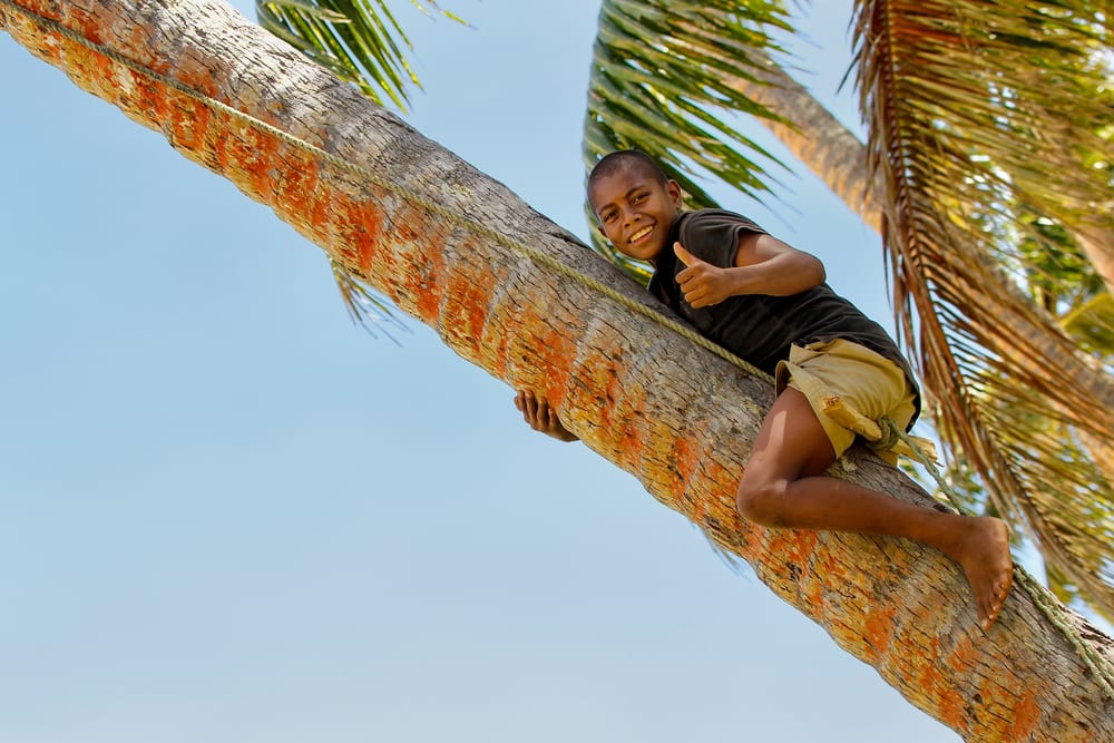Unidentified boy climbs palm tree to swing on a rope swing on November 27, 2013 in Lavena village on Teveuni island, Fiji. 