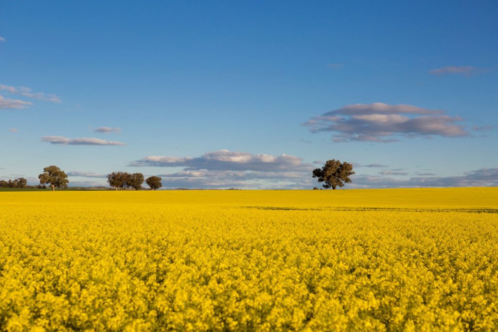 Central NSW Cowra canola field