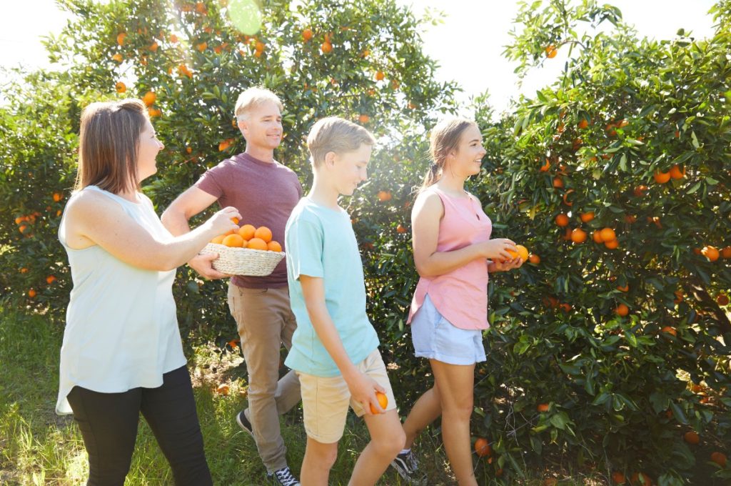 fruit picking tour sydney
