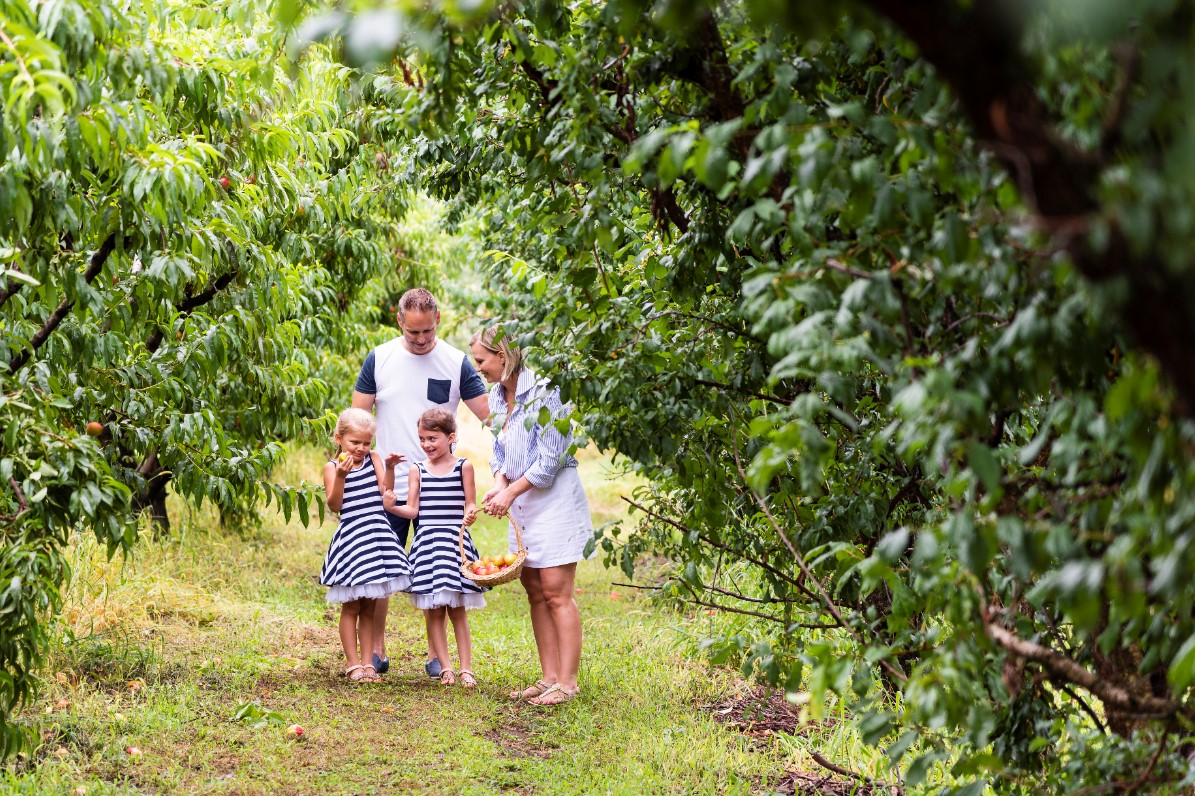 Best fruit-picking spots near Sydney - Family Travel