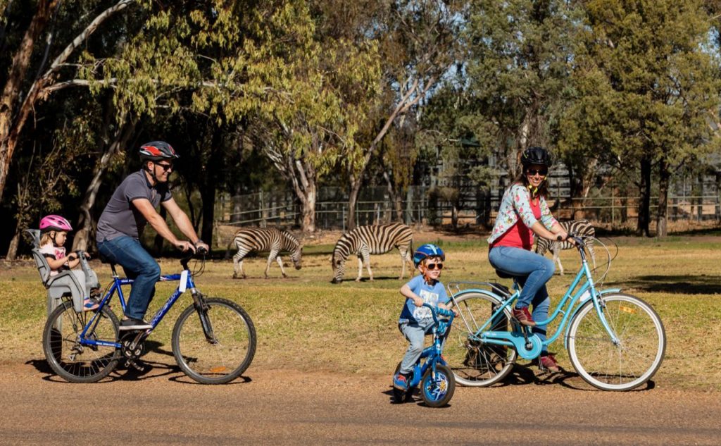 family riding their bicycles around Dubbo Zoo with zebras in the background