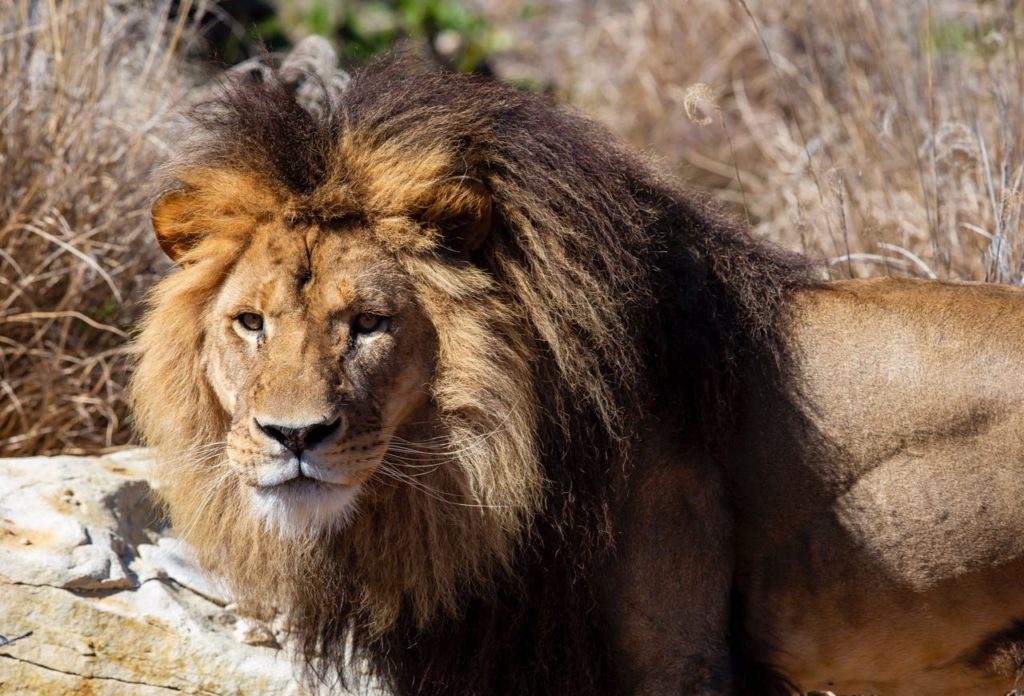 male lion at Taronga Western Plains Zoo