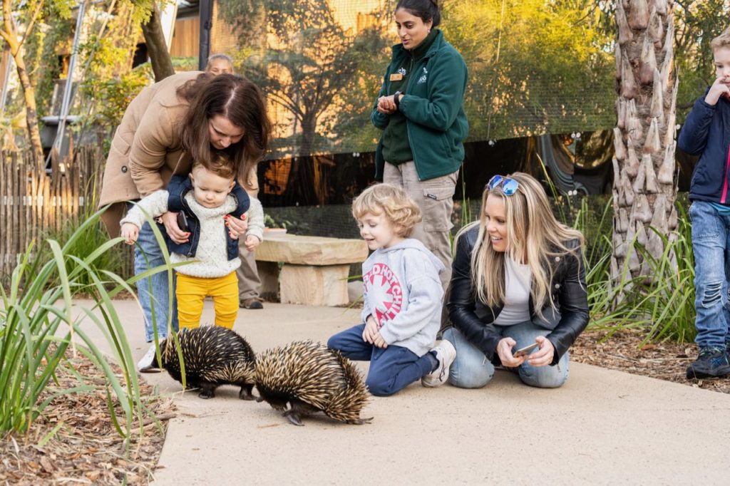 young children watch two echidnas closely in The Sanctuary at The Wildlife Retreat Taronga Zoo