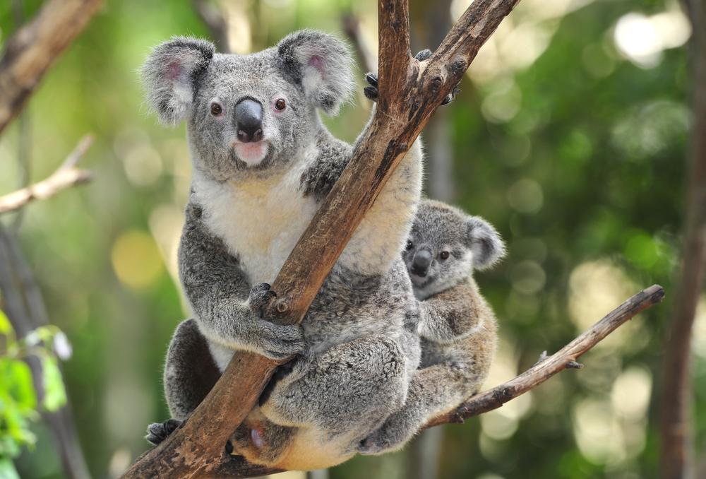 there is no collective noun for a group of koalas