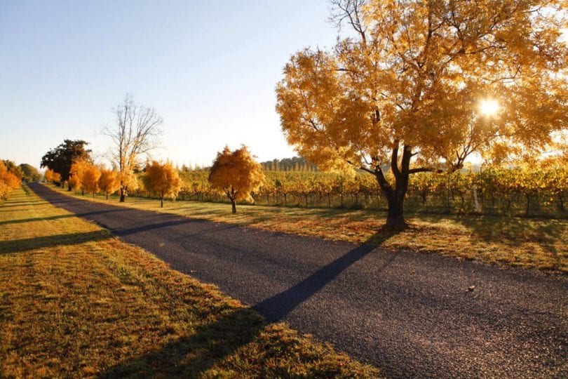 A road running through an orchard in Orange during autumn,