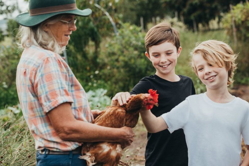 two boy pet a chicken held by a female farmer in Maitland
