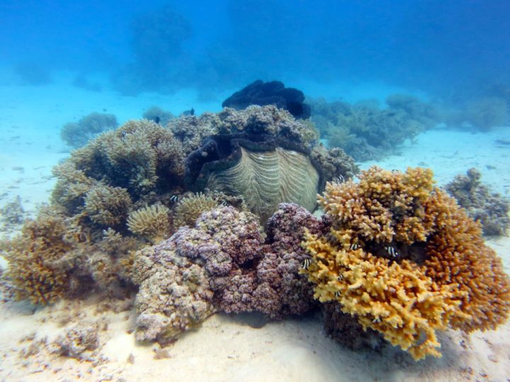Underwater-scene-with-Giant-Clam-at-Aitutaki-Lagoon-diving-Cook-Islands-DPI-1095