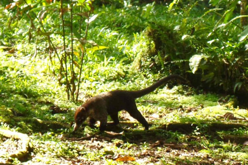 A Coati sniffing the ground, foraging for food in Costa Rica