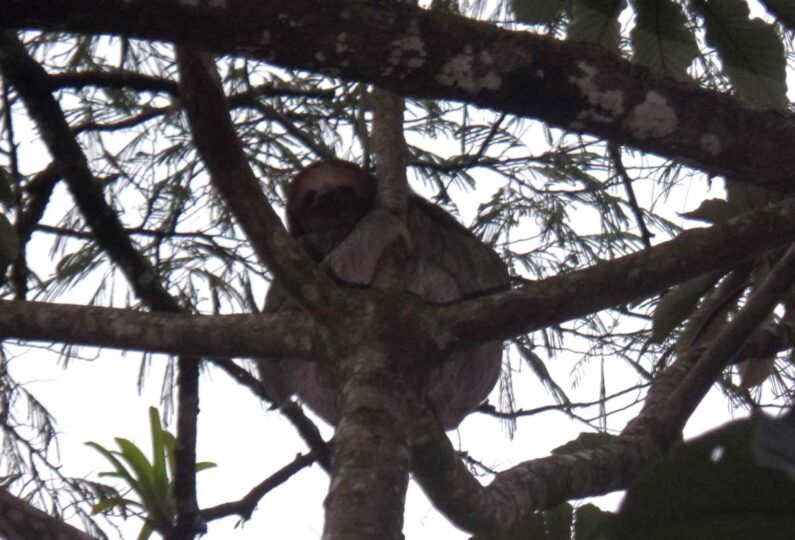 A sloth, looking at the camera and well camouflaged in a tree